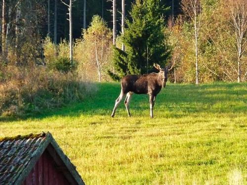 a moose standing in a field of grass at 6 person holiday home in SANDHULT-By Traum in Sandhult