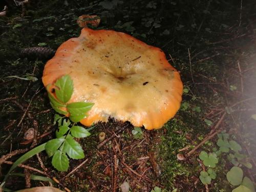 a close up of a mushroom on the ground at Familienfreundlich Wohnen im Miriquitdi Erzgebirge in Grumbach