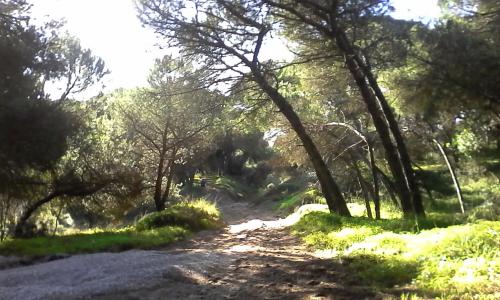a dirt road through a forest with trees at Caparica Holidays in Charneca