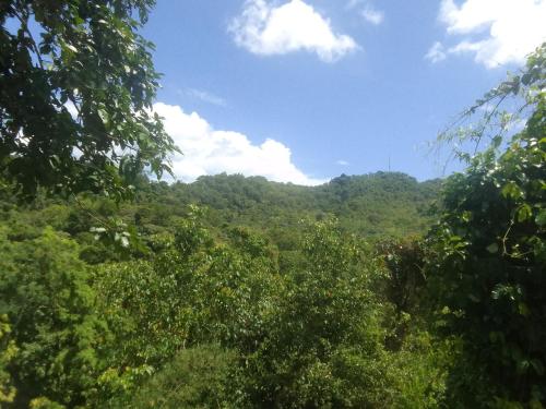 a view of a mountain from the forest at Woodland Inn in El Nido