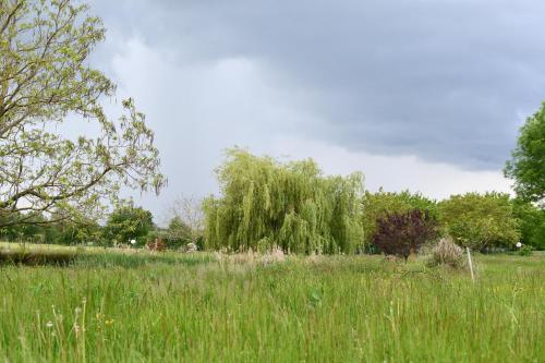 a field of tall grass with a tree in the background at Chambre d'hôte L'Oiseau Blanc in Saint-Nizier-le-Désert