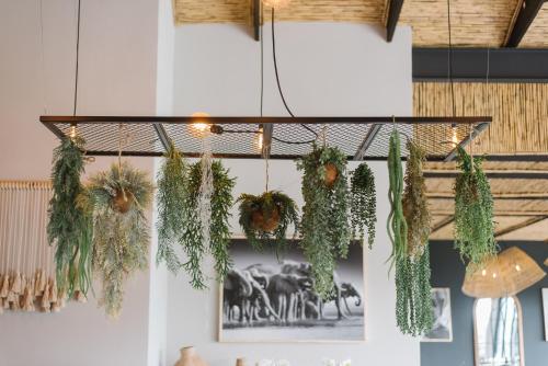 a chandelier filled with plants hanging from a ceiling at The Orpen Kruger in Welverdiend