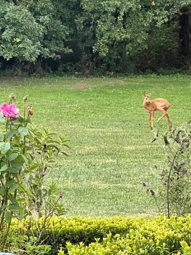 a deer running through a field of grass at Le Clos Des Buis Gîte de Charme AZUL in Cazals