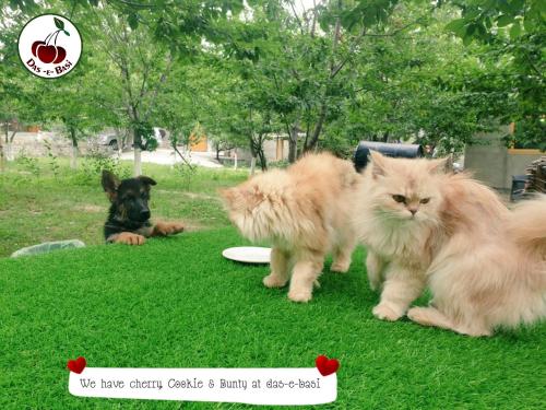 two cats and a dog sitting in the grass with a frisbee at Das-e-Basi in Gilgit