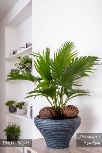 a potted plant sitting on a table in a room at City Center Turu str apartments, parking, Tartu Home in Tartu