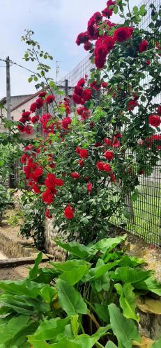 a bunch of red flowers in a garden at Sa Prenda E Oro in Ulà Tirso