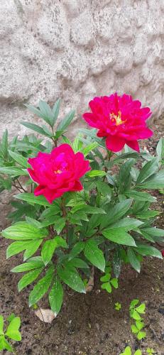 two pink flowers on a plant next to a wall at Sa Prenda E Oro in Ulà Tirso