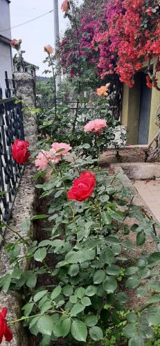 a group of red roses in front of a building at Sa Prenda E Oro in Ulà Tirso