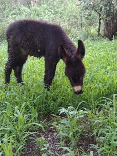 a black dog standing in a field of grass at umbabala bush camp in Rustenburg