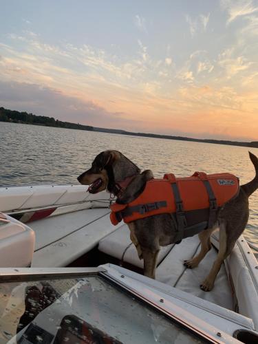 a dog wearing a life vest standing on a boat at Prairie House RV Spaces in Deerfield