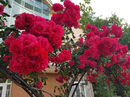 a bunch of red roses in front of a building at Family Hotel Magnolia, Sunny Beach in Sunny Beach