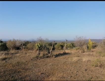 a field with bushes and trees in a field at umbabala bush camp in Rustenburg