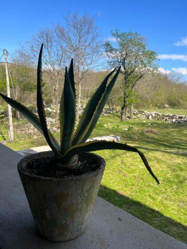 a plant in a pot sitting on a ledge at LAKE HOUSE 'VILIN KONAK' in Nikšić