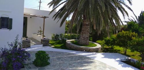 a palm tree in front of a house at ANCIENT MEROPIA, Apollonia in Apollonia