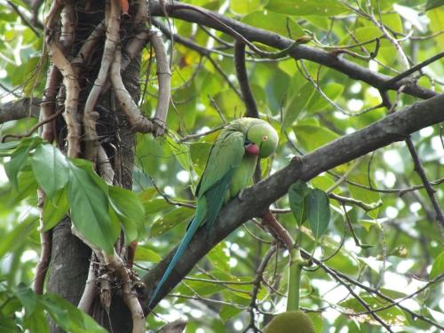 a green parrot sitting on a tree branch at A tropical paradise; stunning house, pool, garden in Wattala