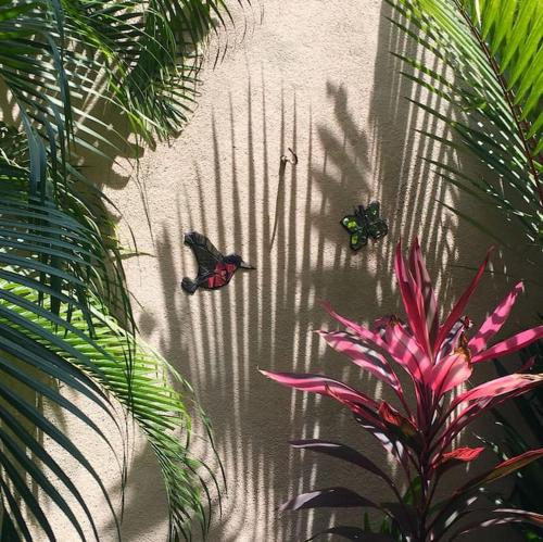 two butterflies sitting on the ground next to a plant at A tropical paradise; stunning house, pool, garden in Wattala