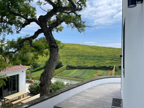 una vista desde la puerta de una casa con un árbol en Solar Branco Eco Estate en Ponta Delgada