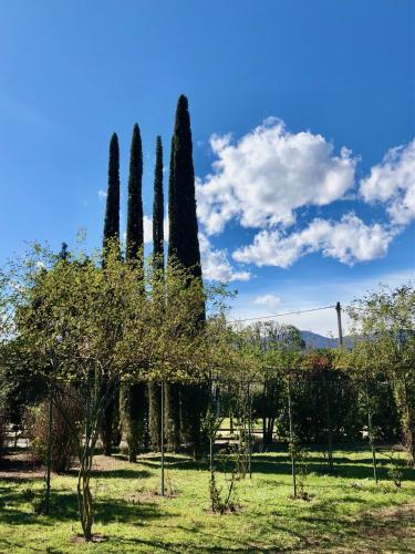 a group of trees in a park with a blue sky at Tenuta La Quassa in Ispra