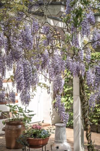 a wisteria tree hanging from a pergola at Scheunenhaus Kienspan in Tornitz