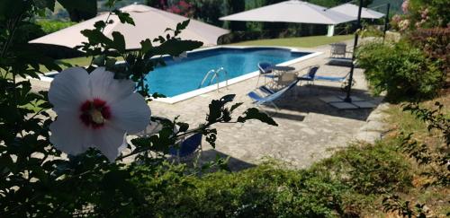 a white flower in a bush next to a swimming pool at Case in campagna con piscina a Todi in Todi