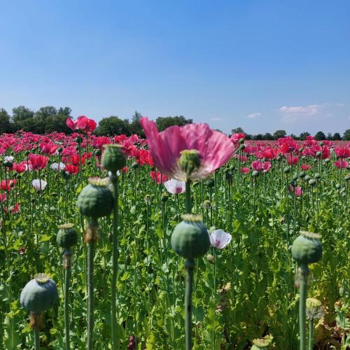 a field of flowers with a pink flower in the middle at Gastenverblijf op de Prins Hendrik Hoeve in Buren in Buren