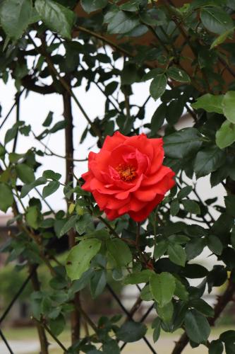 a red rose on a bush with green leaves at GABRY GUEST HOUSE in Bruno