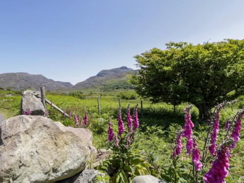 a bunch of purple flowers in a field with a tree at Moelfre - Shepherds Hut in Llanbedr