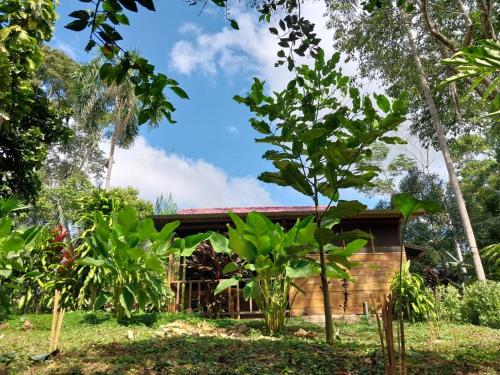 une maison dans la jungle avec des arbres devant elle dans l'établissement JARDIN DE LAS MUSAS, à Puerto Maldonado