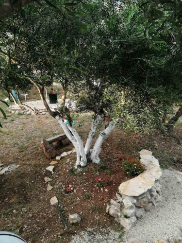 Κήπος έξω από το TerraOliva&herbs