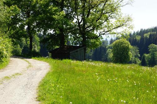 a dirt road next to a field with a tree at Ferienwohnungen Paukner in Sankt Englmar