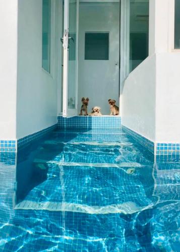 two dogs sitting on the edge of a swimming pool at Ample Villa 小希臘民宿 in Ruifang