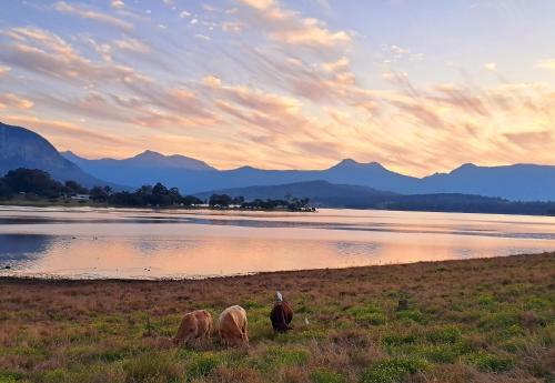 three horses grazing in a field near a body of water at Moogie Glamp in Moogerah
