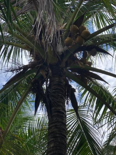 a palm tree with a bunch of coconuts on it at Hương Tràm Homestay in Hồ Ðá