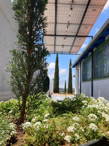 a tree in a garden next to a building at Casa Ciprés in Valle de Guadalupe
