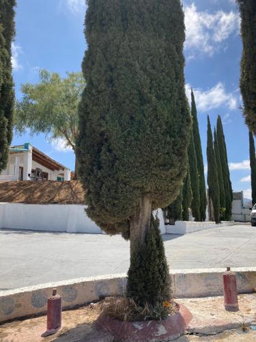 a tree in the middle of a parking lot at Casa Ciprés in Valle de Guadalupe