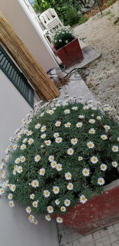a bunch of daisies are growing on the ground at Il Giardino di Maura - Aemme2 in Recanati