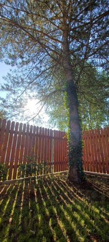 a tree in the grass next to a fence at sosnowelowe in Lamkowo