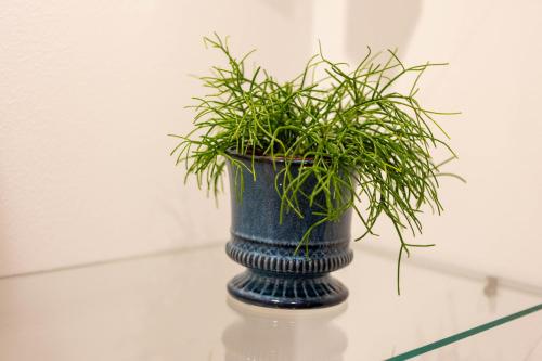 a green plant in a blue vase on a table at City and Style Luxury Rooms Split in Split