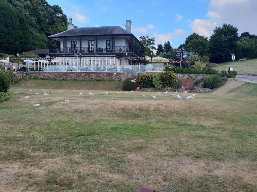 een zwerm vogels in een veld voor een huis bij Beach Retreat Village Centre Location in Shaldon