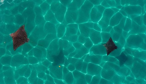 two stars in a pool of water at Palmetto Lodge in Playa San Miguel 