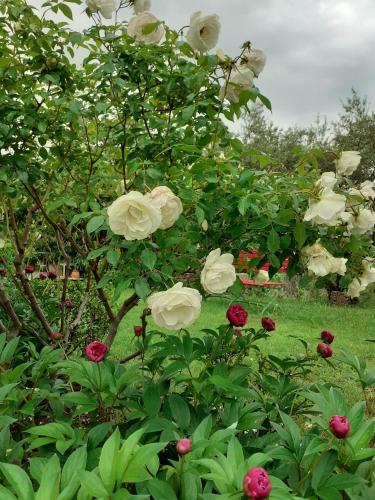 a bush of white roses in a garden at Le Jas Du Colombier in Moustiers-Sainte-Marie