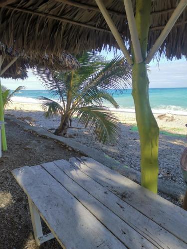 a wooden bench on a beach with a palm tree at Villa Rosa in Bejuquero