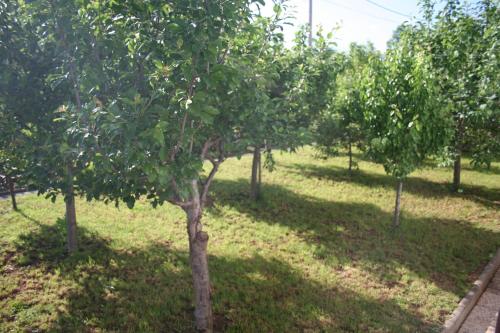 rząd jabłoni w sadzie w obiekcie Michaela w mieście Gračac
