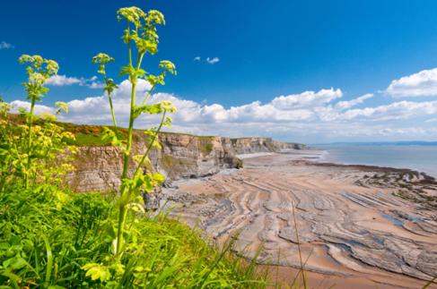 a view of a beach with rocks and weeds at Pavilion in Llantwit Major