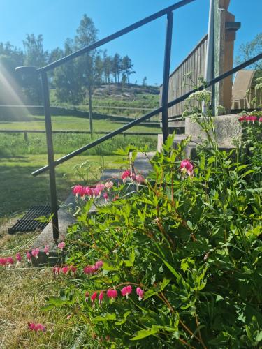 a garden with pink flowers in the grass at Charmigt hus på landet nära till bad in Strömstad