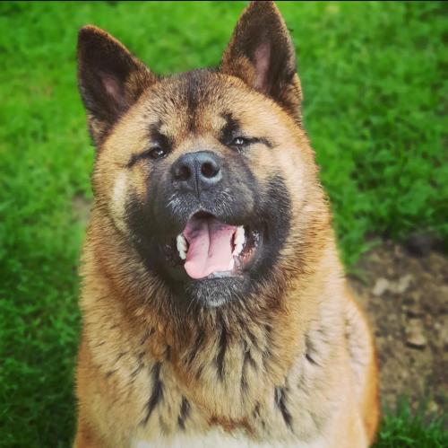 un perro con la boca abierta con la lengua en Casuta dintre brazi - Valea Doftanei - 2 camere, en Valea Doftanei