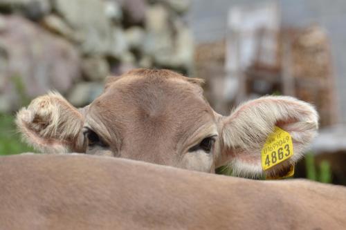 波斯科的住宿－Cinque Abeti Agrialloggio Mountain Lake Iseo Hospitality，一只耳朵上带有黄色标签的牛
