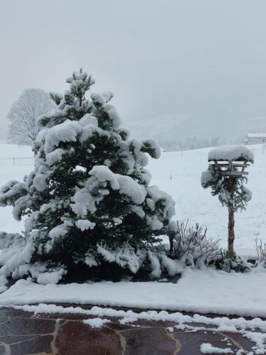 un árbol de Navidad cubierto de nieve en un patio en Landhaus Argus, en Fügenberg