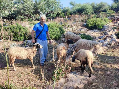 a man standing next to a herd of sheep at Stella Rooms in Kardamili