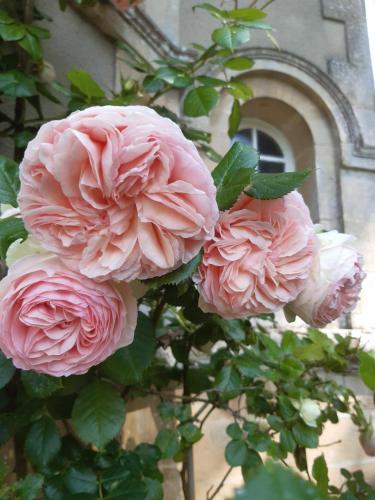 a group of pink flowers on a plant at La Maison Pelloquin in Bernières-sur-Mer